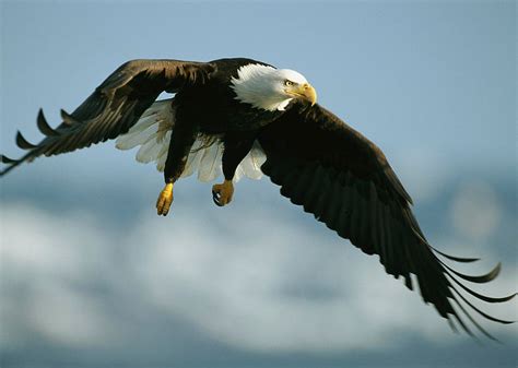 Bald Eagle | Alexandria Zoo