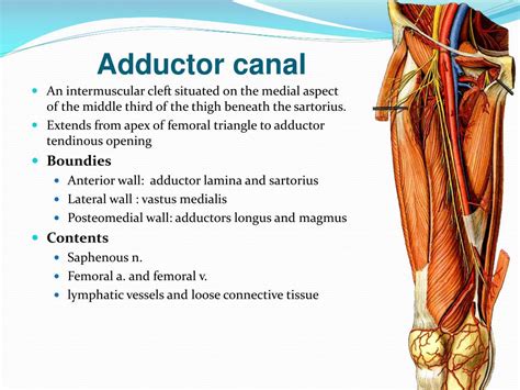 Adductor Canal Femoral Triangle