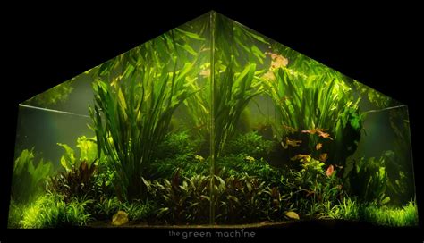 Nature's Chaos Transformed into a Jungle Aquascape by James Findley ...