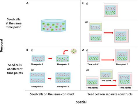 Different cell seeding strategies for co-culture systems in tissue... | Download Scientific Diagram