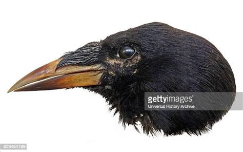 314 Corvidae Family Stock Photos, High-Res Pictures, and Images - Getty ...