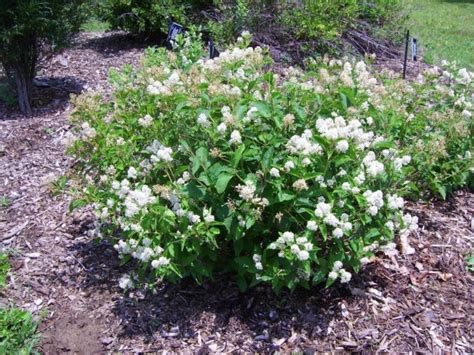 Ceanothus americanus - New Jersey-tea | The Dawes Arboretum