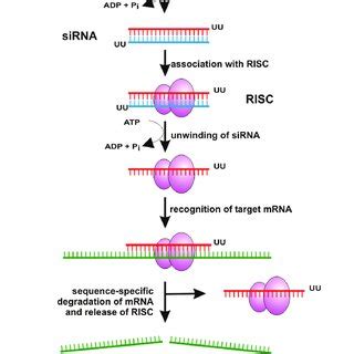 Guidelines for siRNA design General guidelines for siRNA design Select ...