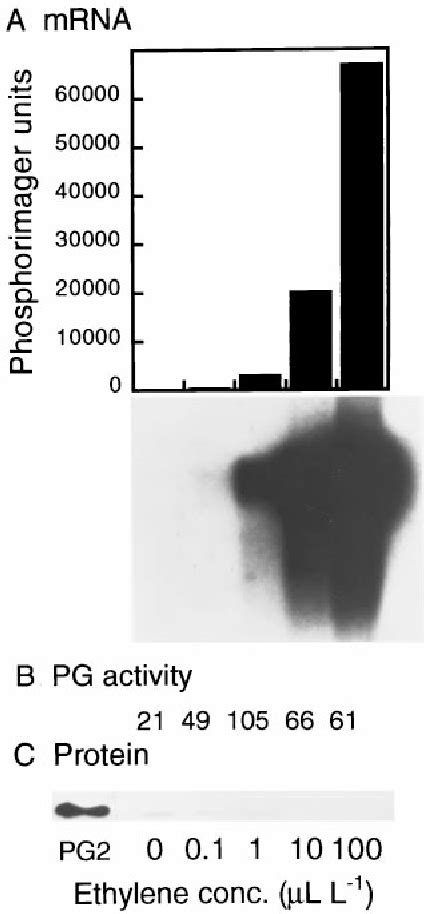 Figure 1 from Regulation of tomato fruit polygalacturonase mRNA accumulation by ethylene: A Re ...