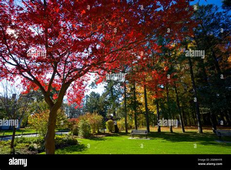 Maple tree in the public park in autumn Stock Photo - Alamy