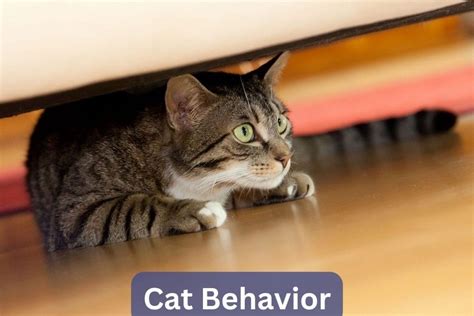 #1 Resource For Cat Behavior