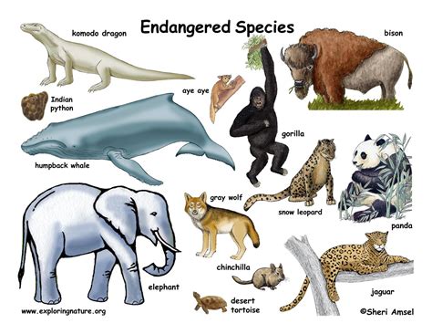 an image of animals that are labeled in the word's endangered species