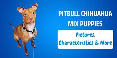 Pitbull Chihuahua Mix Puppies: Pictures, Characteristics & More