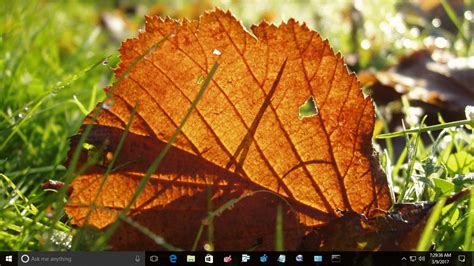 Download Autumn Leaves Theme for Windows 10, 8 and 7