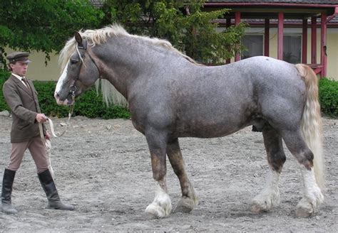 Chov koní - Českomoravský belgický kůň | Horses, Horse breeds, Draft ...