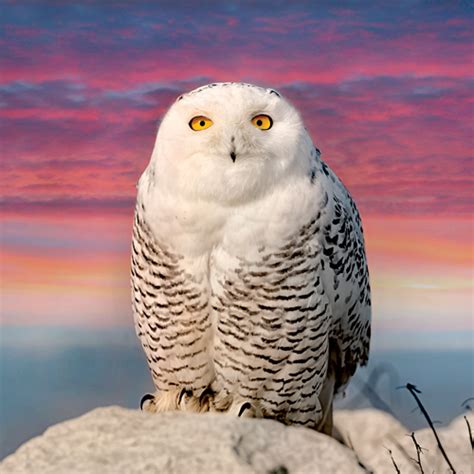 Snowy Owls | Woods N Water News