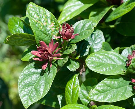 Calycanthus floridus (Sweet shrub)