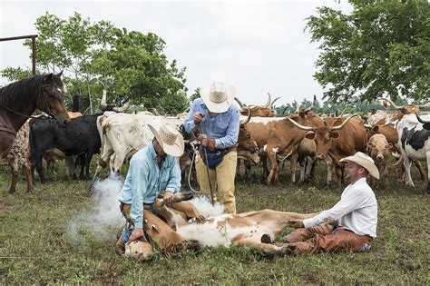 What Do Cowboys Do On A Ranch at John Coulter blog