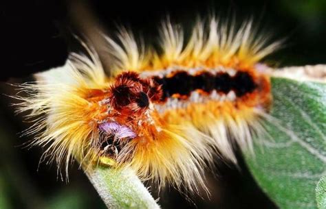 Meet the Lobster Moth Caterpillar: Fascinating Facts & Mysteries ...