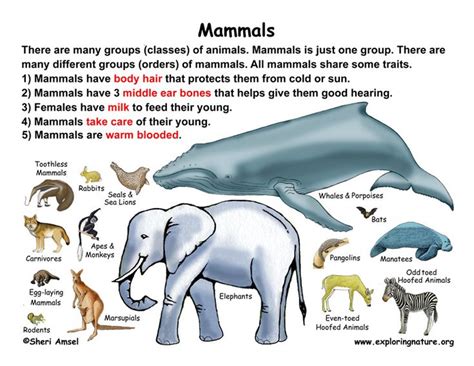 Explore the World of Mammals