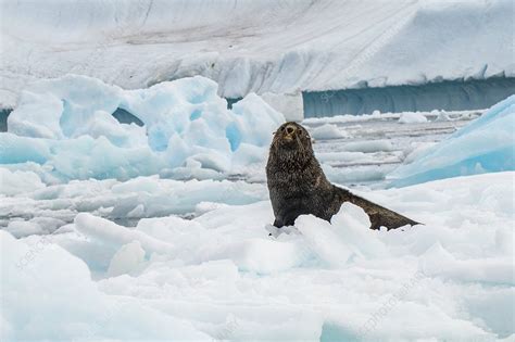 Antarctic fur seals - Stock Image - F032/4750 - Science Photo Library