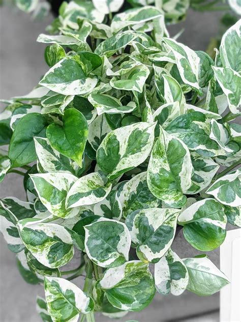 Epipremnum Aureum Variegated Pothos 'Pearls & Jade' Trailing Plant Home Home & Garden