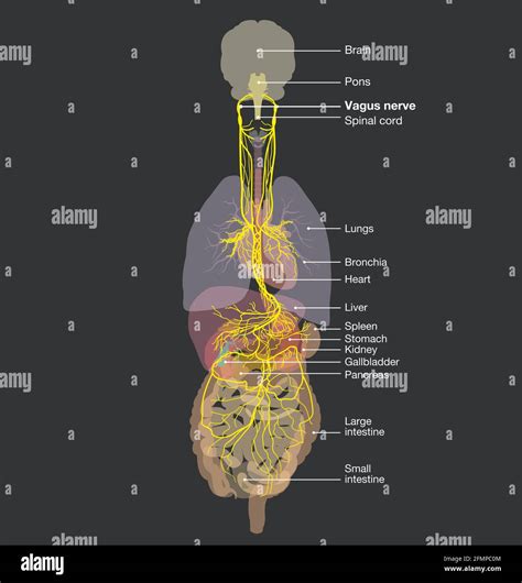 Vagus Nerve Diagram