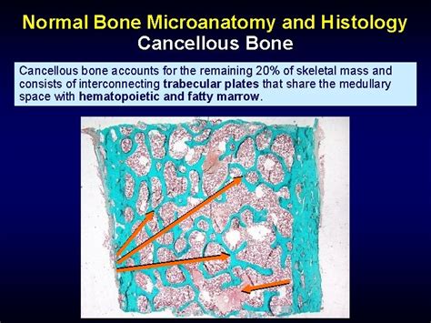 Bone Histology and Histopathology for Clinicians A Primer