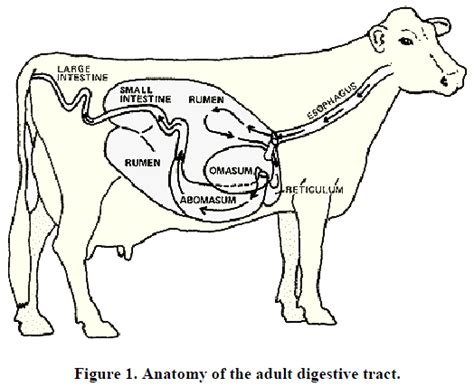 Rumen Physiology for the Rancher | UNL Beef