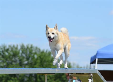 Introducing the Norwegian Buhund - Life in Norway