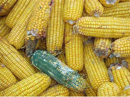 Zhengzhou Raphael Trading Co.,Ltd: How To Identify The Moldy Corn