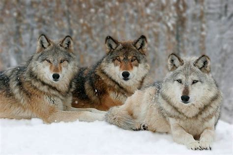 alpha male wolf pack