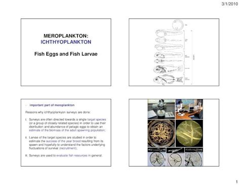 (PDF) Meroplankton Fish Eggs Larvae - DOKUMEN.TIPS