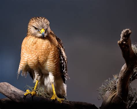 Hawks In Florida: 7 Beautiful Species You Can't Miss