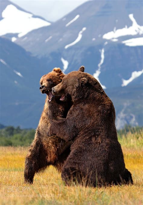 Photograph Bear Hug by Scott Cromwell on 500px