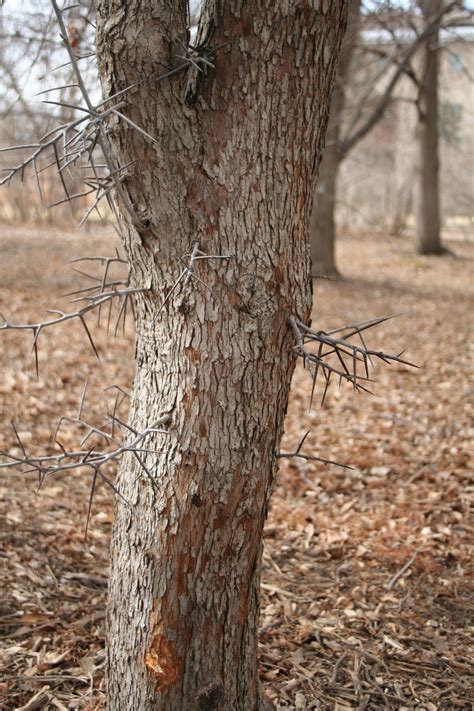 Hawthorn, Cockspur | Nebraska Forest Service