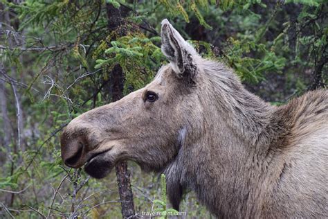 Denali National Park Wildlife Safari - Travel Realist