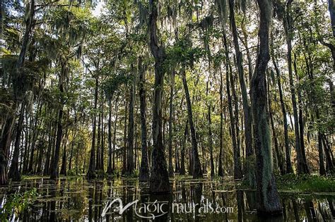 Louisiana Swamp Landscape Wallpaper Mural by Magic Murals