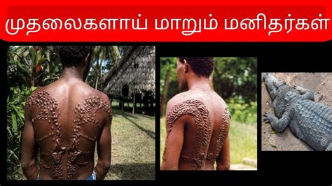 Crocodile scarification | Papua New Guinea | Tribes | Chimbiri | Symbolic | Predators ...