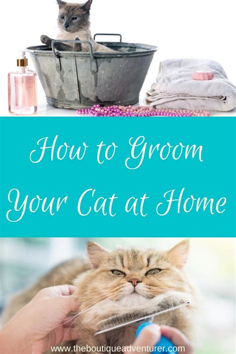 How to Groom Your Cat At Home | Cat grooming, Cat shampoo, Cats