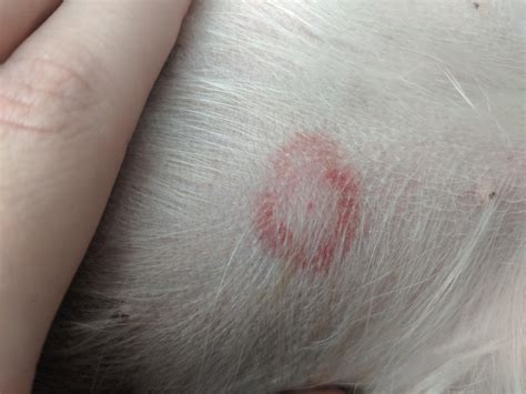 Can anyone suggest what might have bitten my dog? : r/veterinarian