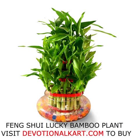 Buy Feng Shui Lucky Bamboo Plant for Home and Office