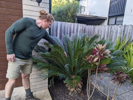 Cycads – How to Grow and Care Guide : AGT