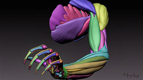 ArtStation - Arm Anatomy | Resources