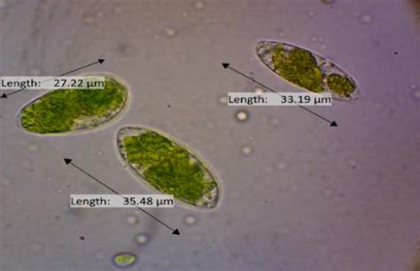 Euglena sp. cells. Under microscope (a) Control Treatment, (b) NaNO3... | Download Scientific ...