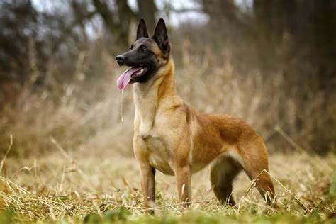 10+ Belgian Malinois Colors: All Options Explained