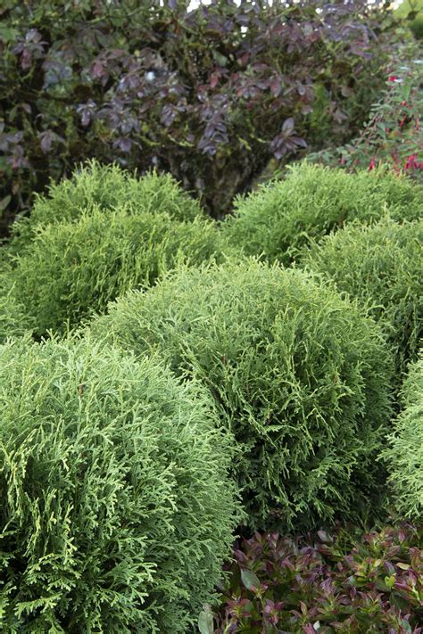 Little Giant Dwarf Arborvitae - Pahl's Market - Apple Valley, MN