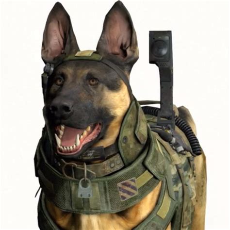 Call of Duty Dog | Know Your Meme