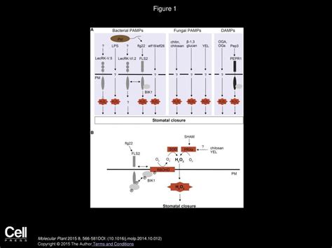 Dominique Arnaud, Ildoo Hwang Molecular Plant - ppt download