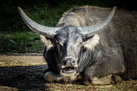 A black Water Buffalo with large horns sitting on the ground - Stock Photo - Dissolve