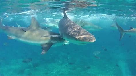 Bimini, Bahamas: Shark Lab 1/25/17 - 1/30/17 - YouTube