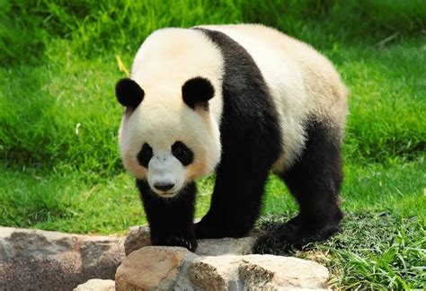 Different Species Of Pandas And Where To Find Them - Nature Safari India