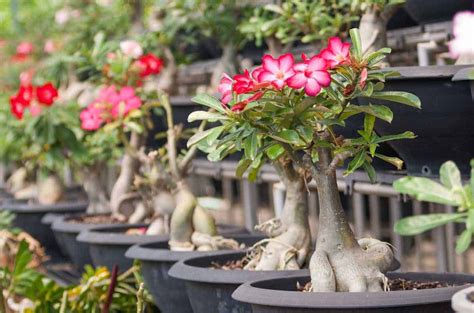 Desert Rose Bonsai Growing And Care Information