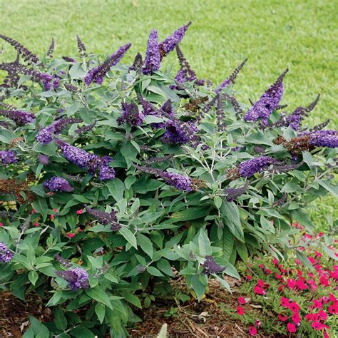 Buddleia Pugster Blue® | Butterfly bush, Dwarf butterfly bush, Flowers ...