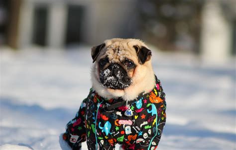 Wallpaper winter, snow, Pug, pug images for desktop, section собаки - download